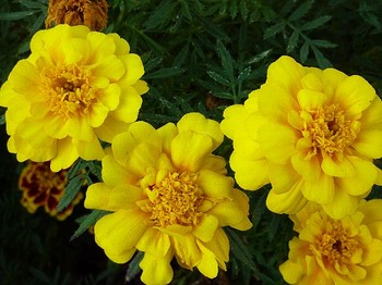 2010.10.18 黄い花.jpg