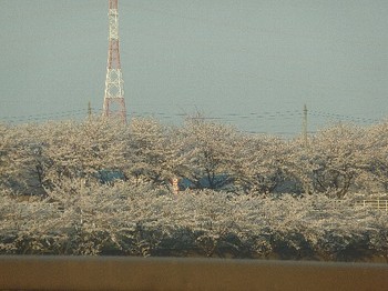 2011.04.14 桜.jpg